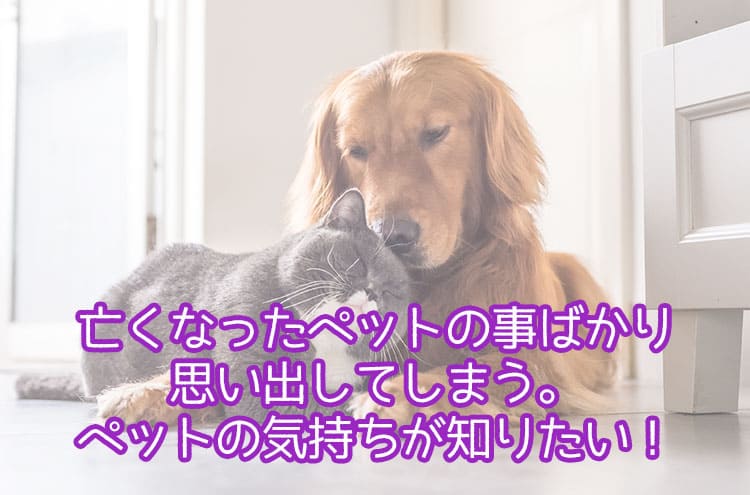 亡くなったペットの事ばかり思い出してしまう。ペットの気持ちが知りたい!